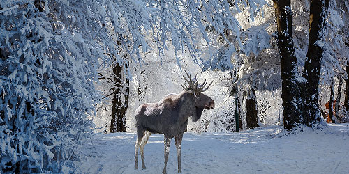 Winter Moose in Maine - Photo Credit kavram