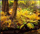 wild gardens of acadia