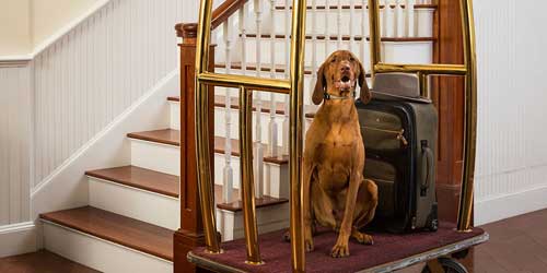 Canine Bellboy - Grand Harbor Inn - Camden ME