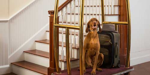 Pet Friendly  - Lord Camden Inn - Camden, ME