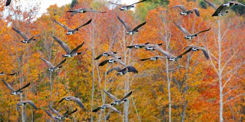 Fall Foliage in Maine - Scenic Drive in Belgrade - Photo Credit Maine Office of Tourism