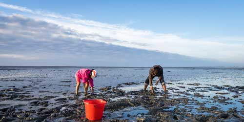 Maine Shellfishing and Clamming