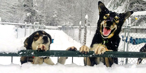 new england dog sledding
