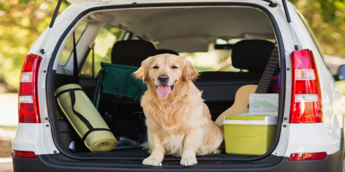 Goldie in the Trunk - Sheepscot Harbor Vacation Club - Edgecomb, ME