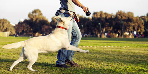 Dog Parks in Maine