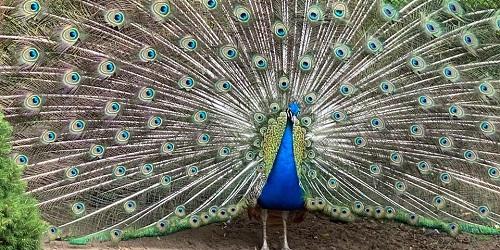 Peacock - York's Wild Kingdom - York, ME