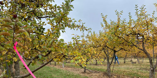Hope Orchards apple picking