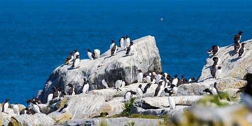 Machias Seal Island - Machias, ME