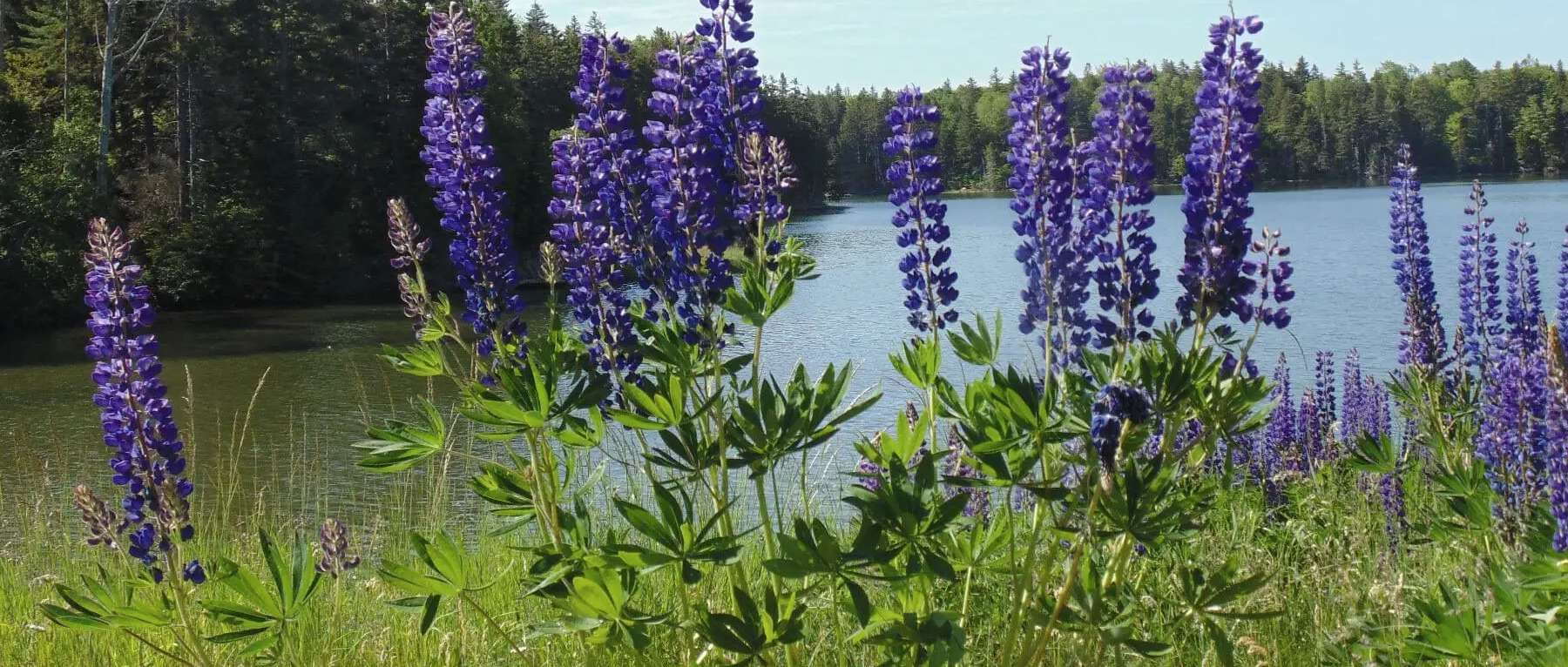Lupines at Deer Isle, Maine - Photo Credit Pilgrims Inn