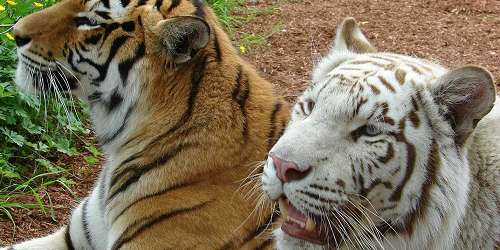 Two Tigers - York's Wild Kingdom - York, ME