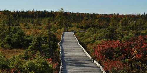 Orono Bog Boardwalk - Bangor, ME